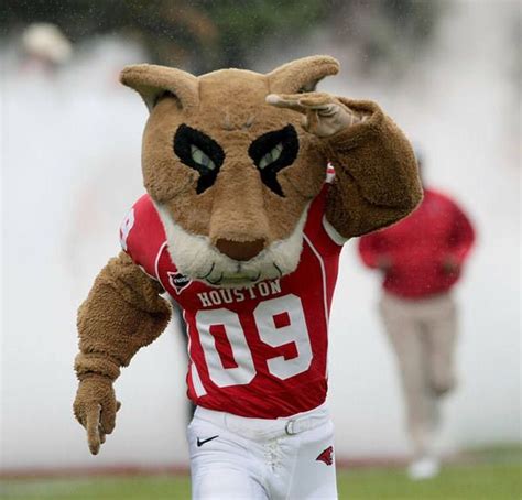 Shasta's Journey: From Rescued Cougar to Iconic Mascot of University of Houston